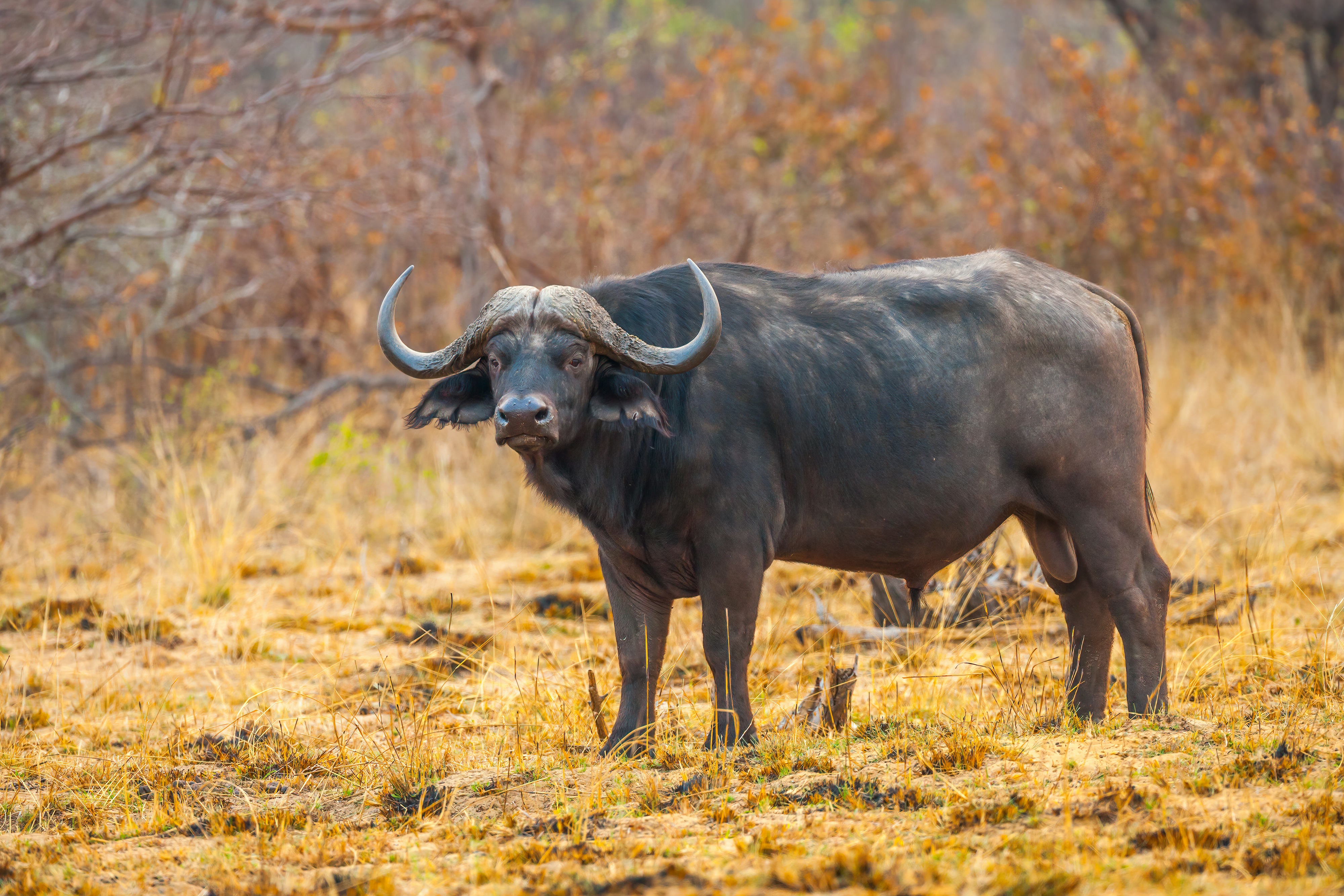Bwabwata National Park in Namibia