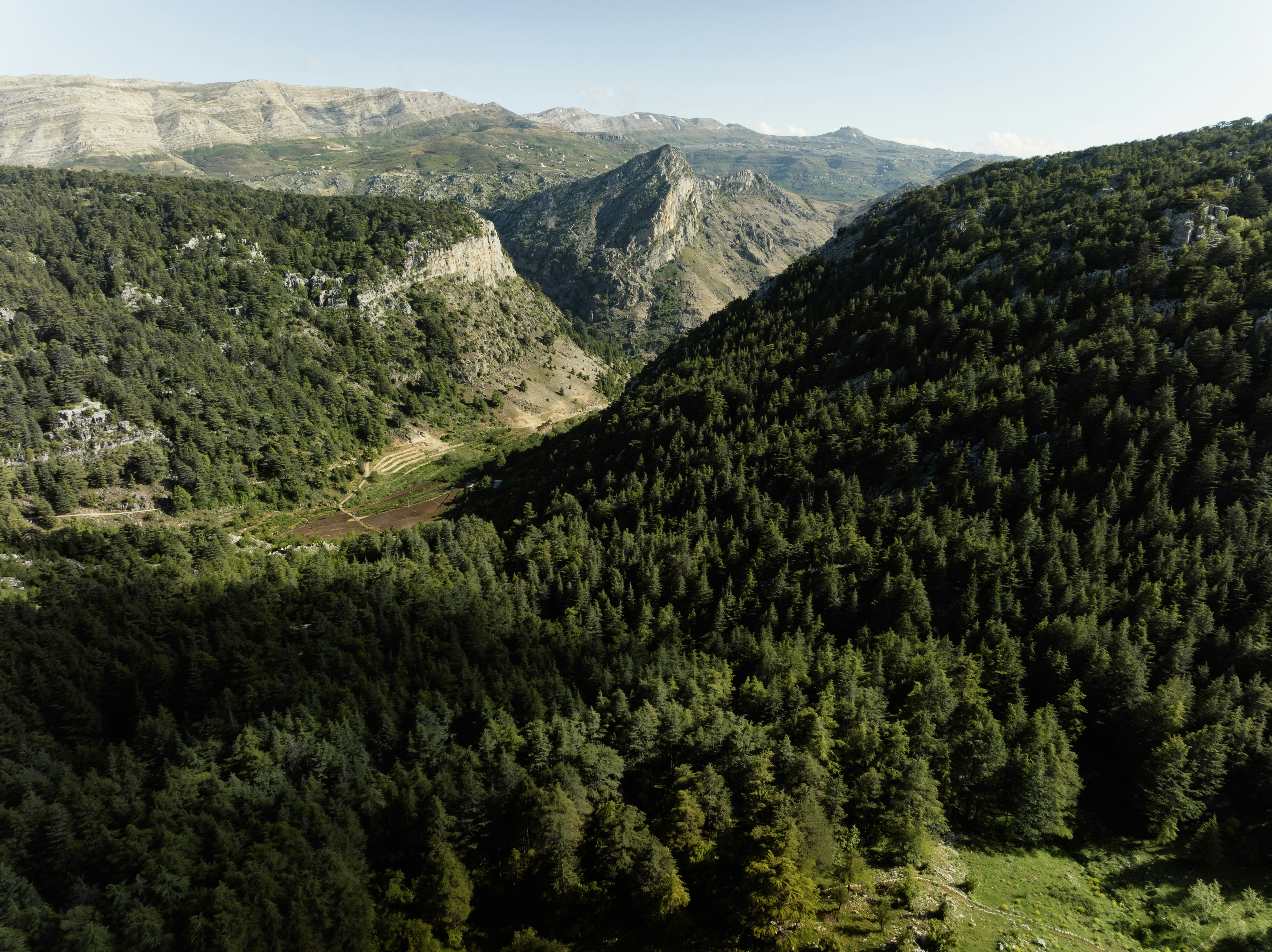 Cedars of God in Lebanon