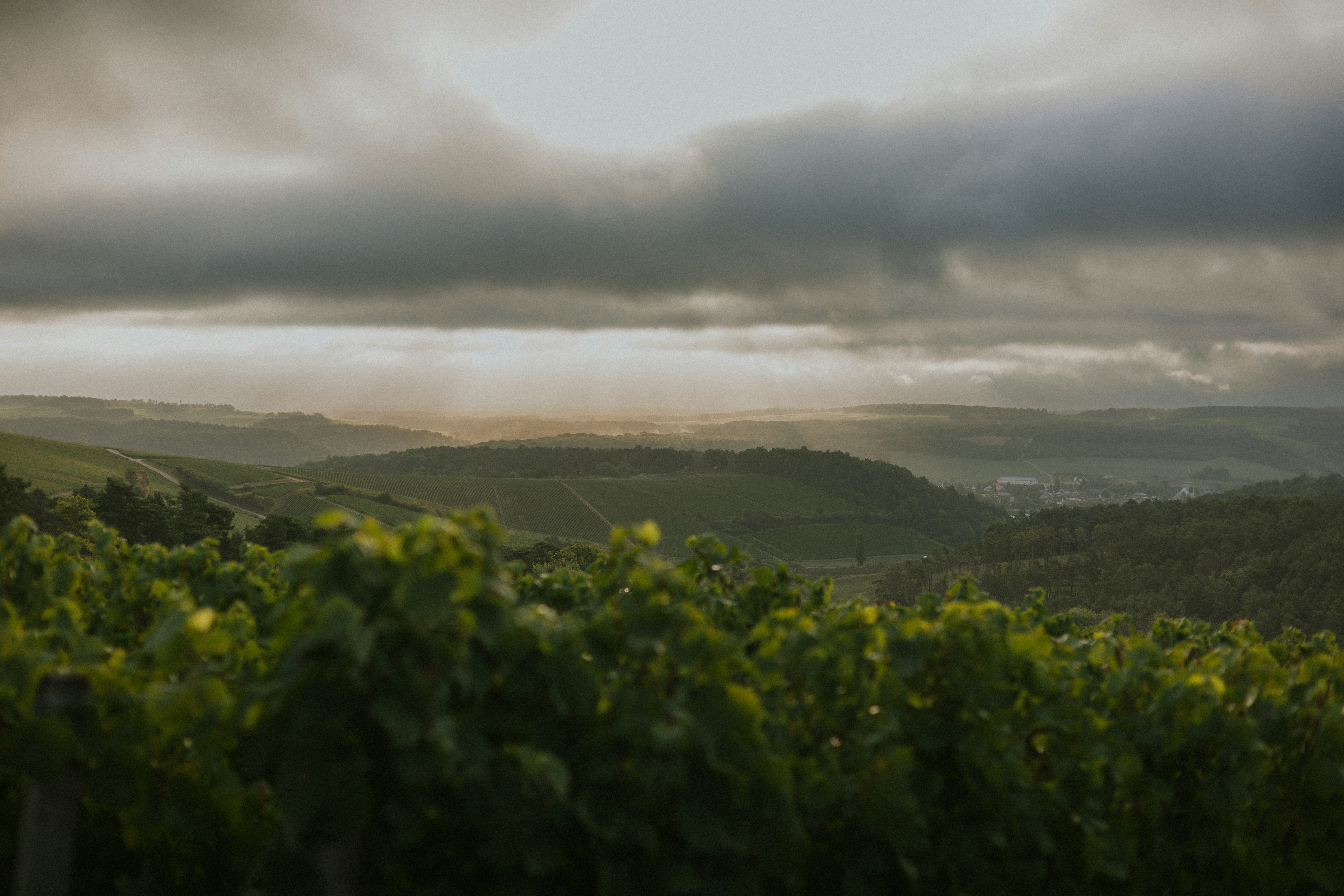 Champagne Wine Region in France