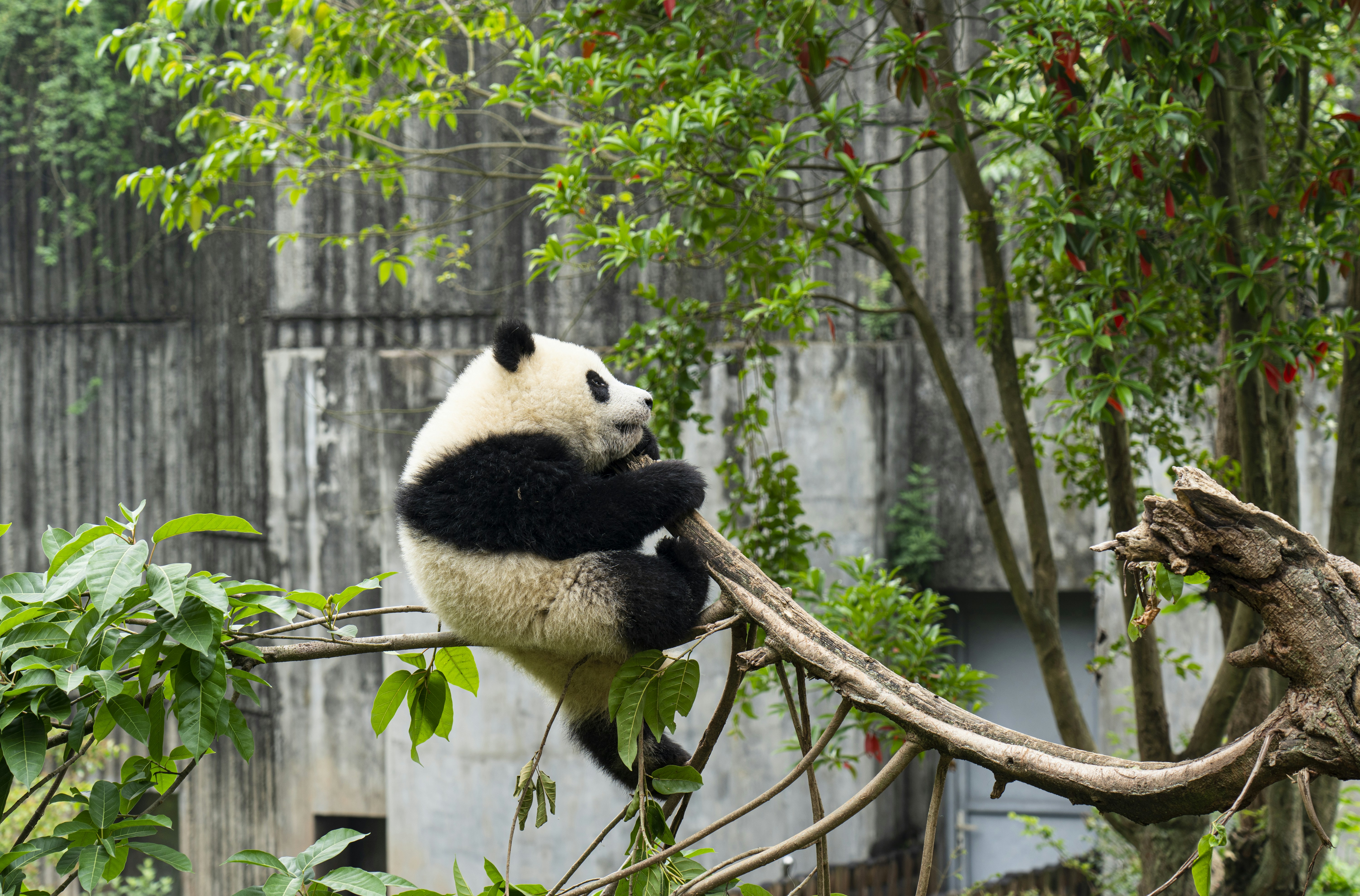 Chengdu Panda Base in Chengdu