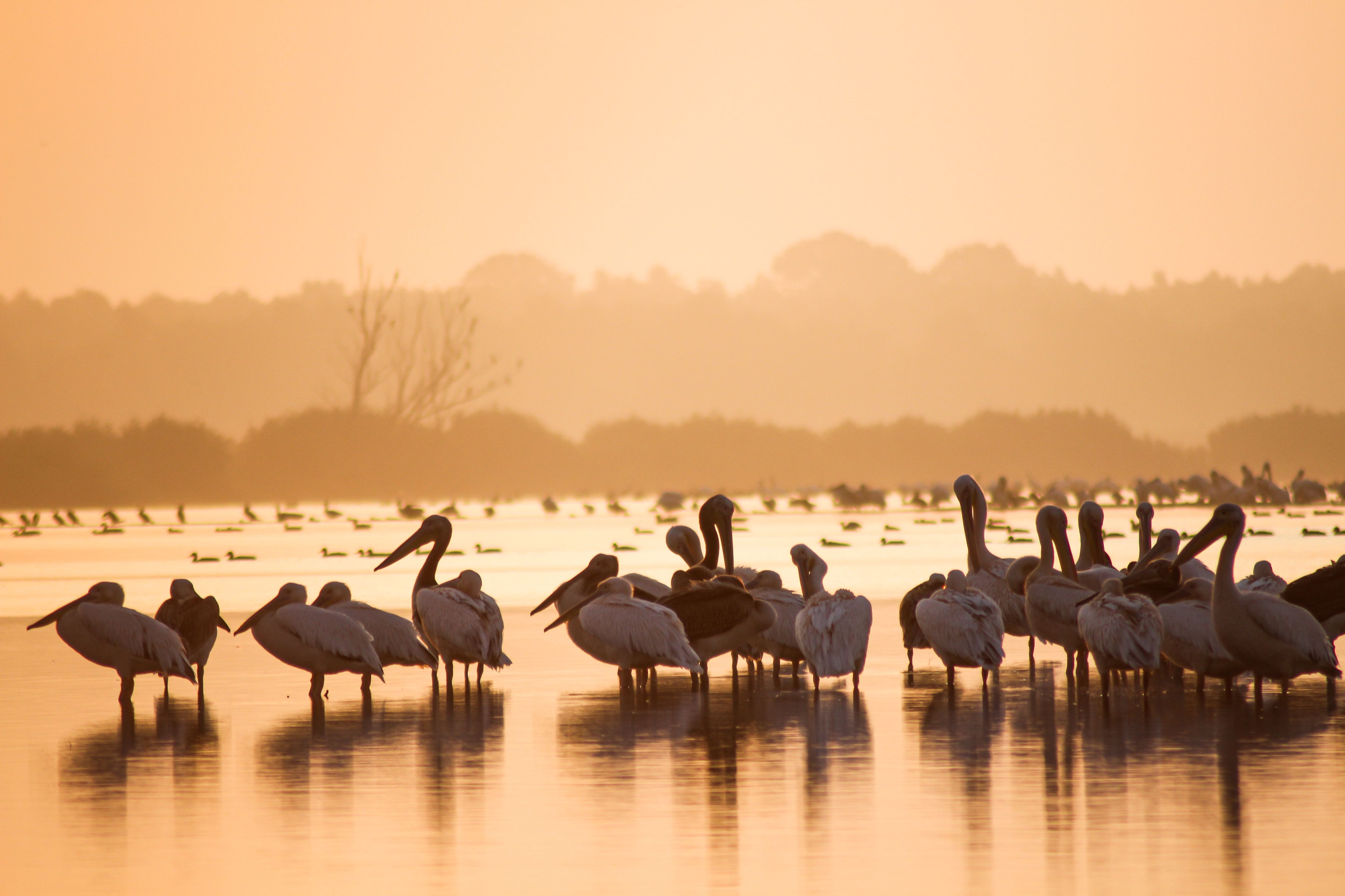 Danube Delta in Romania