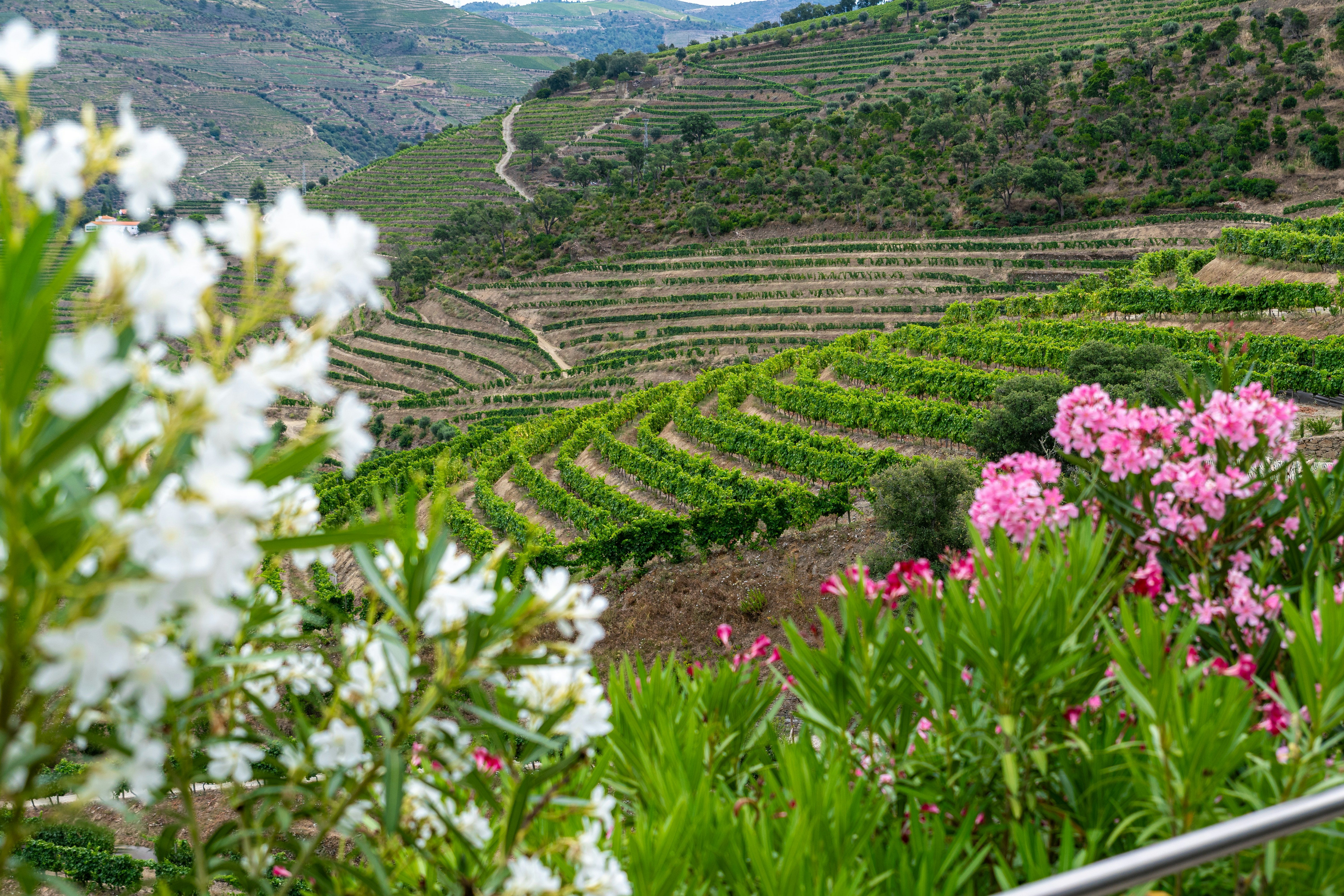 Douro Valley in Portugal