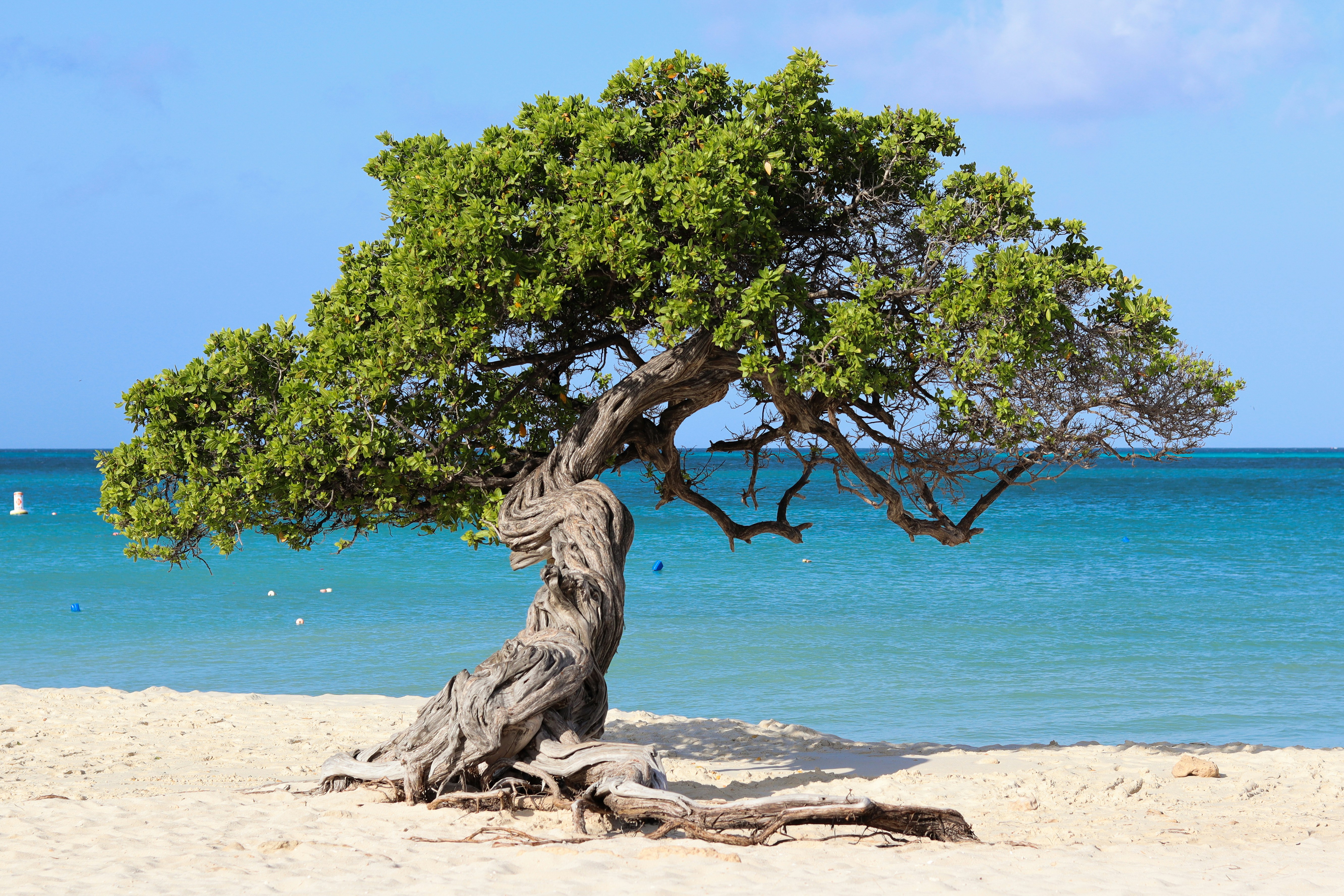 Eagle Beach in Aruba