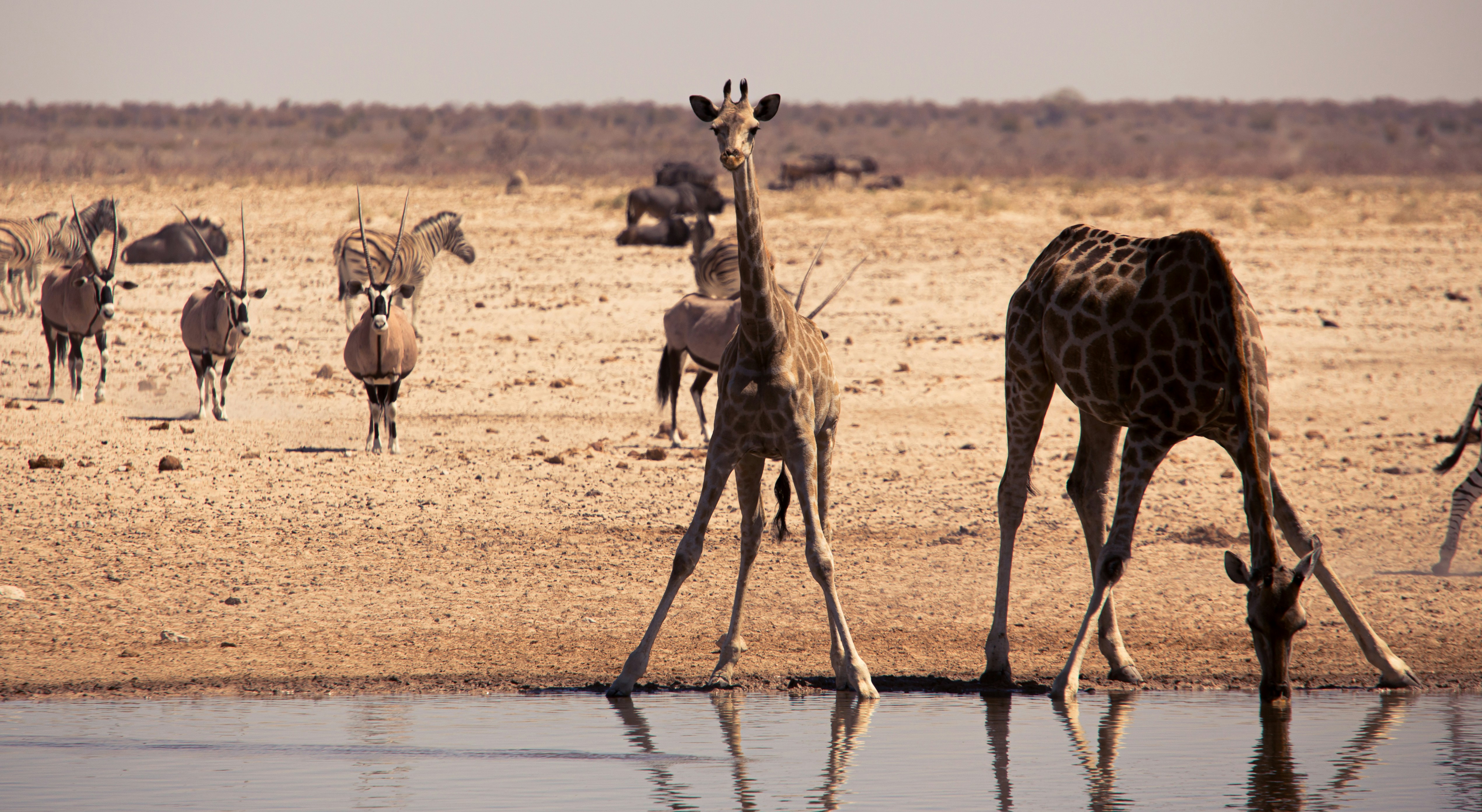 Etosha National Park in Namibia
