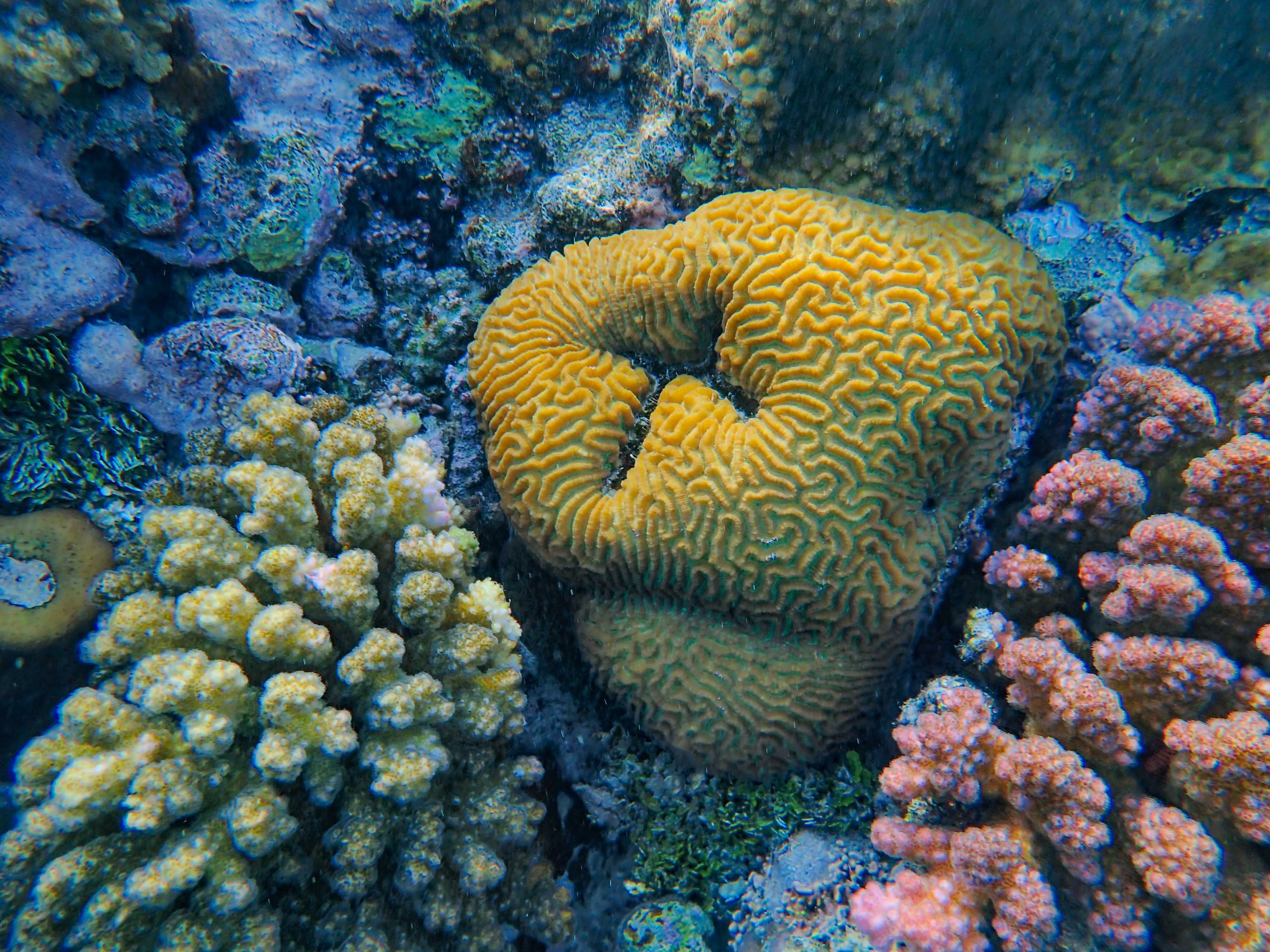 Farasan Islands in Saudi Arabia