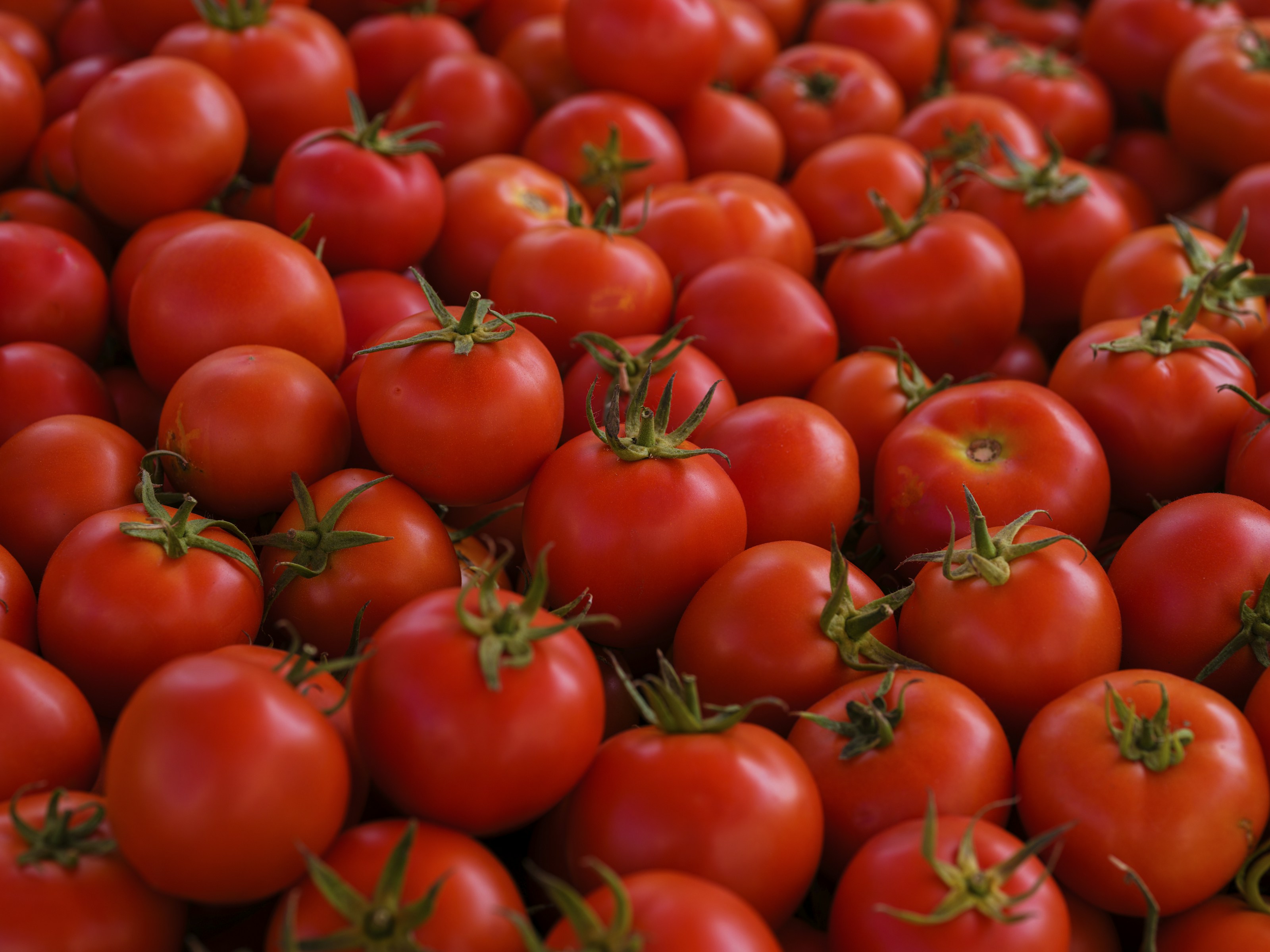 La Tomatina in Spain