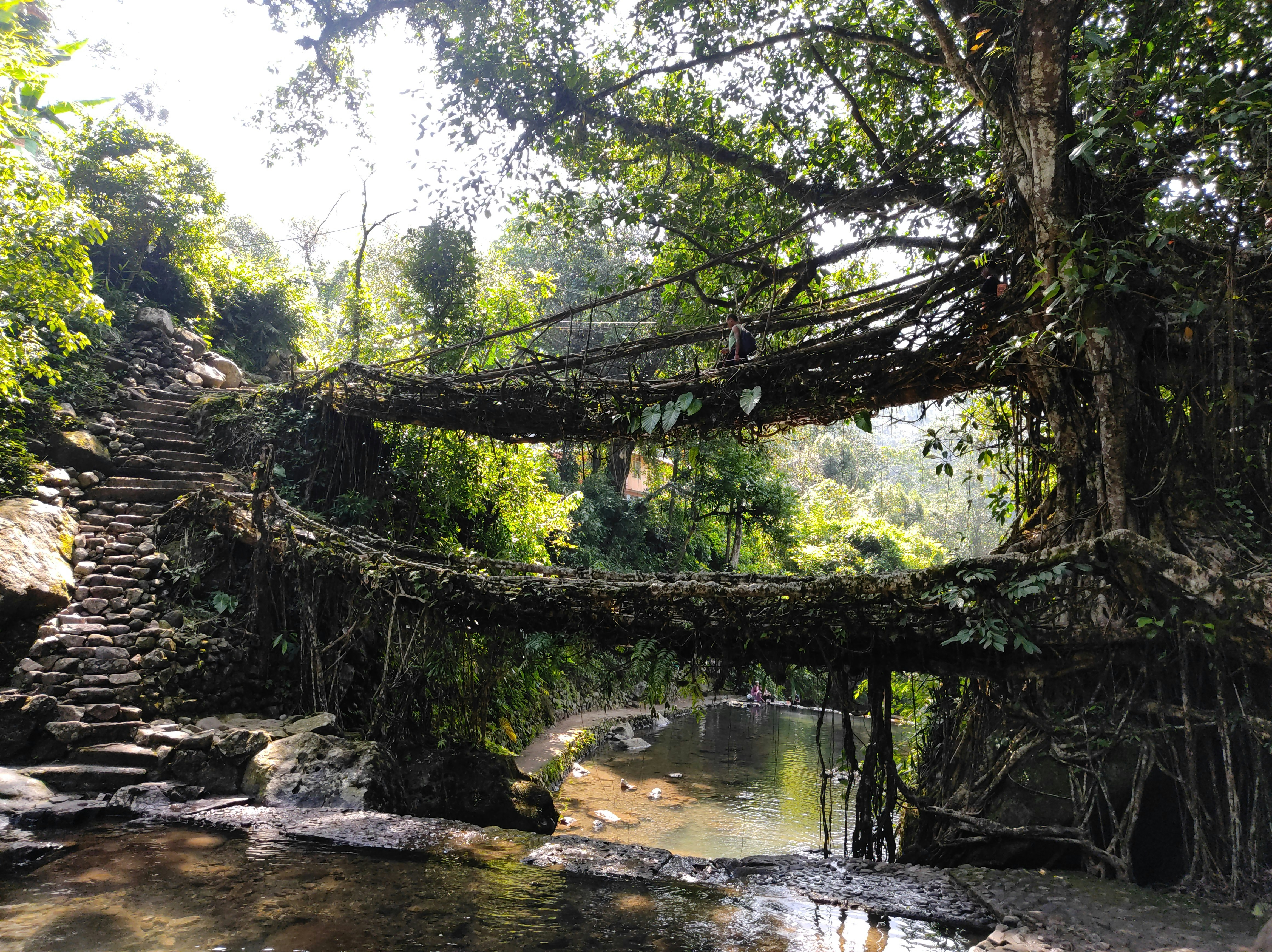 Living Root Bridges in India