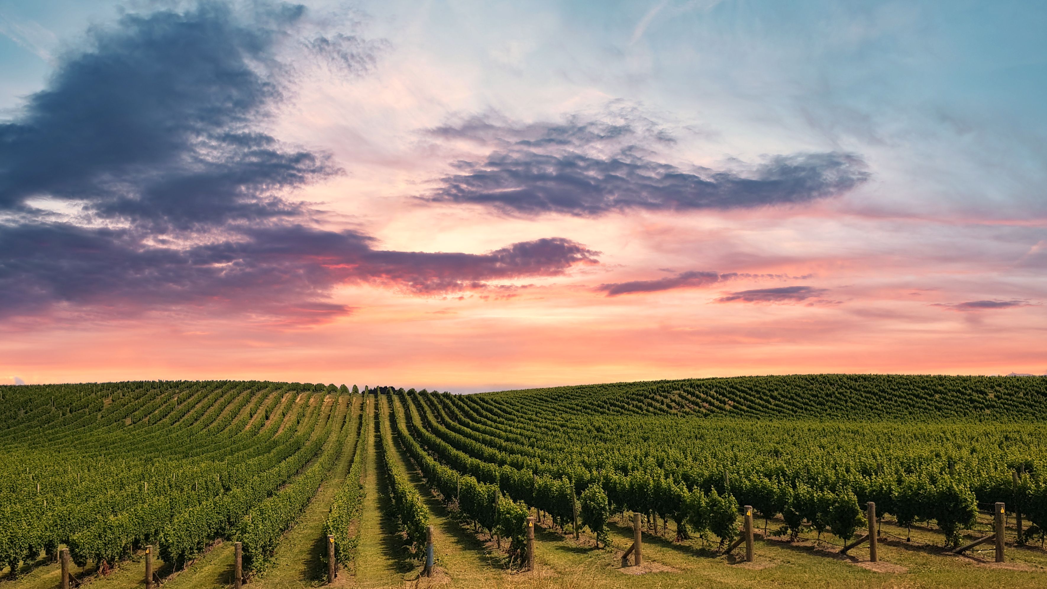 Marlborough Wine Region in New Zealand