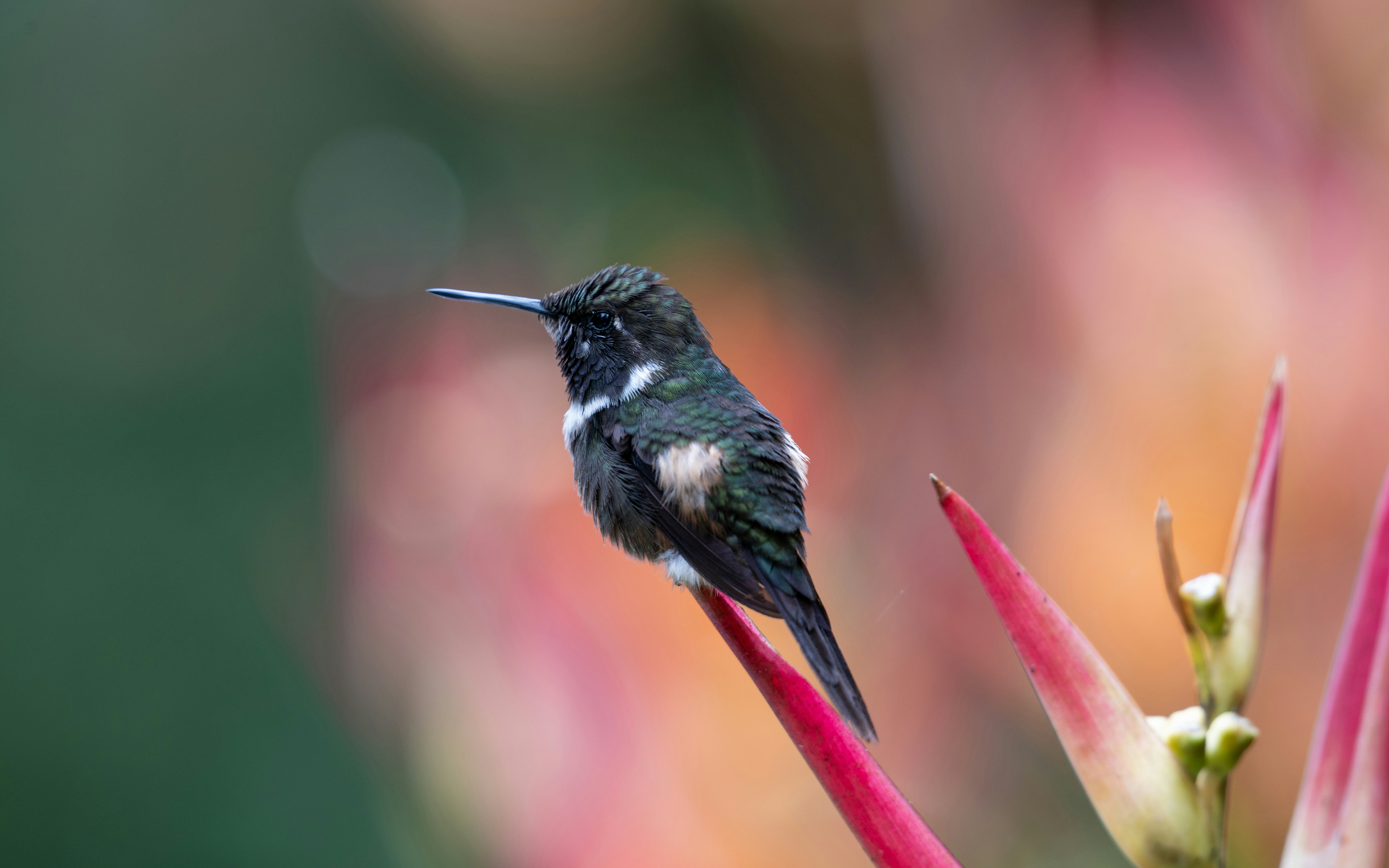 Mindo Cloud Forest in Ecuador