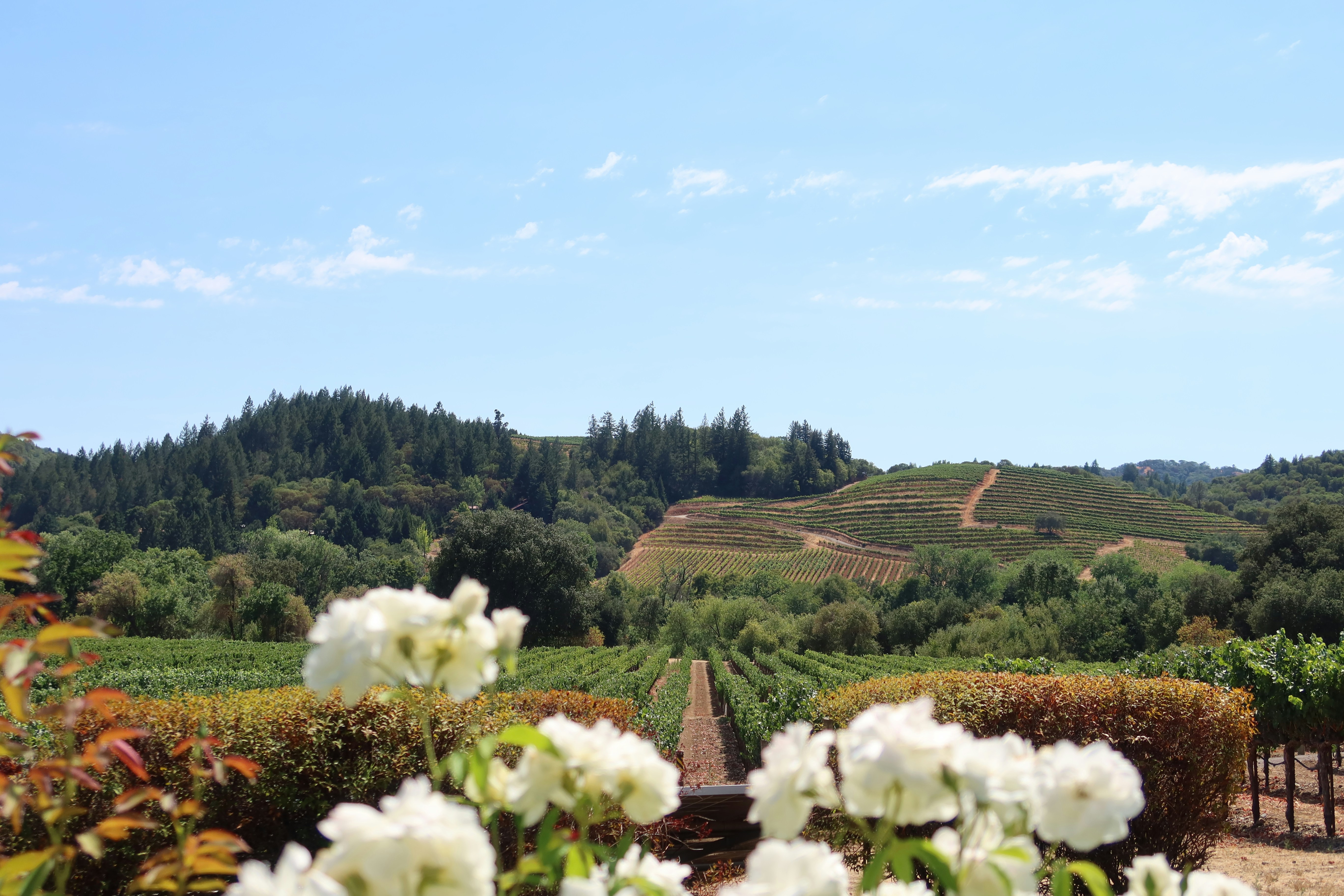 Napa Valley Wine Country Cycling Route in California