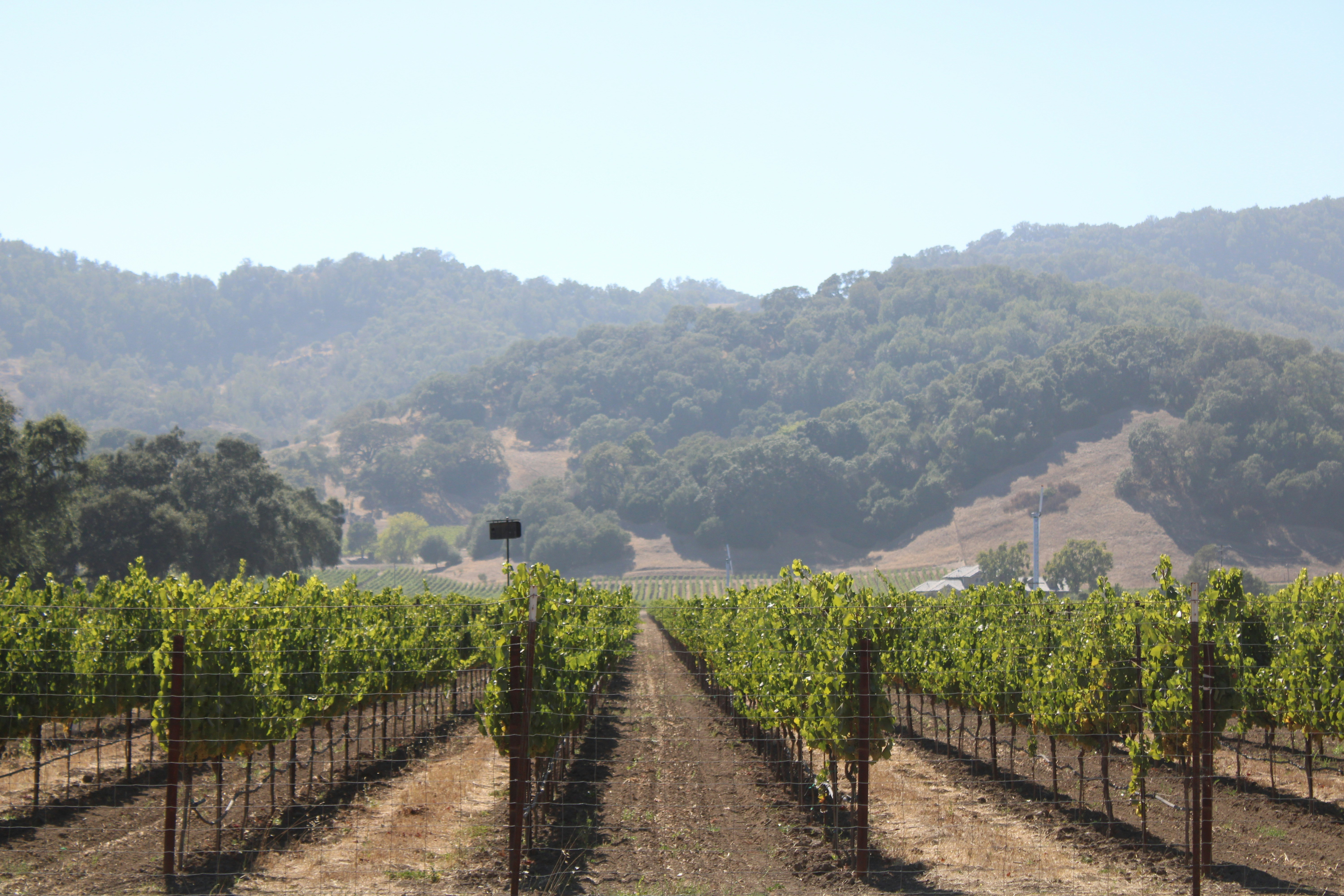 Napa Valley Wine Country in California