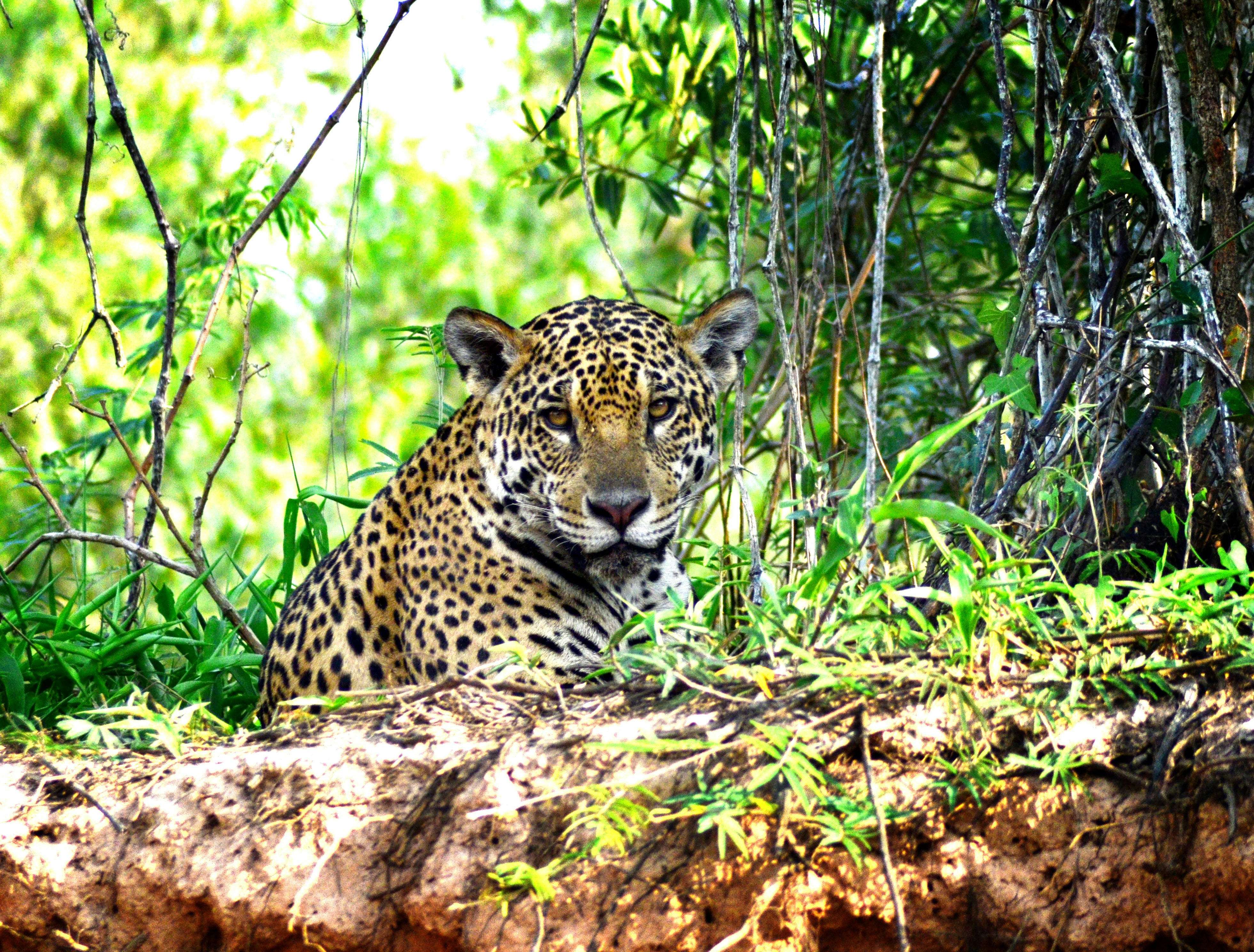 Pantanal wetlands in Brazil