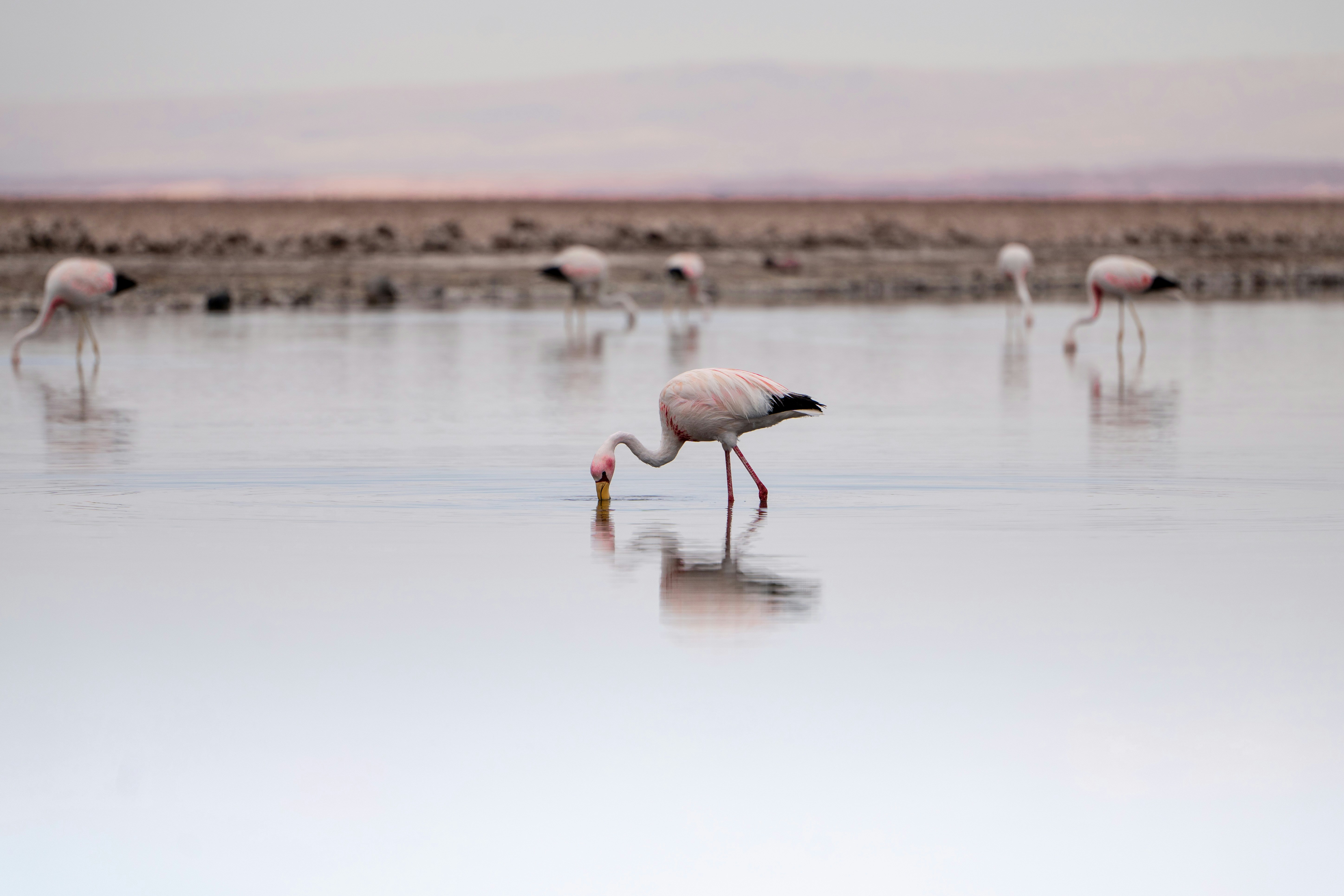 Salar de Atacama in Chile