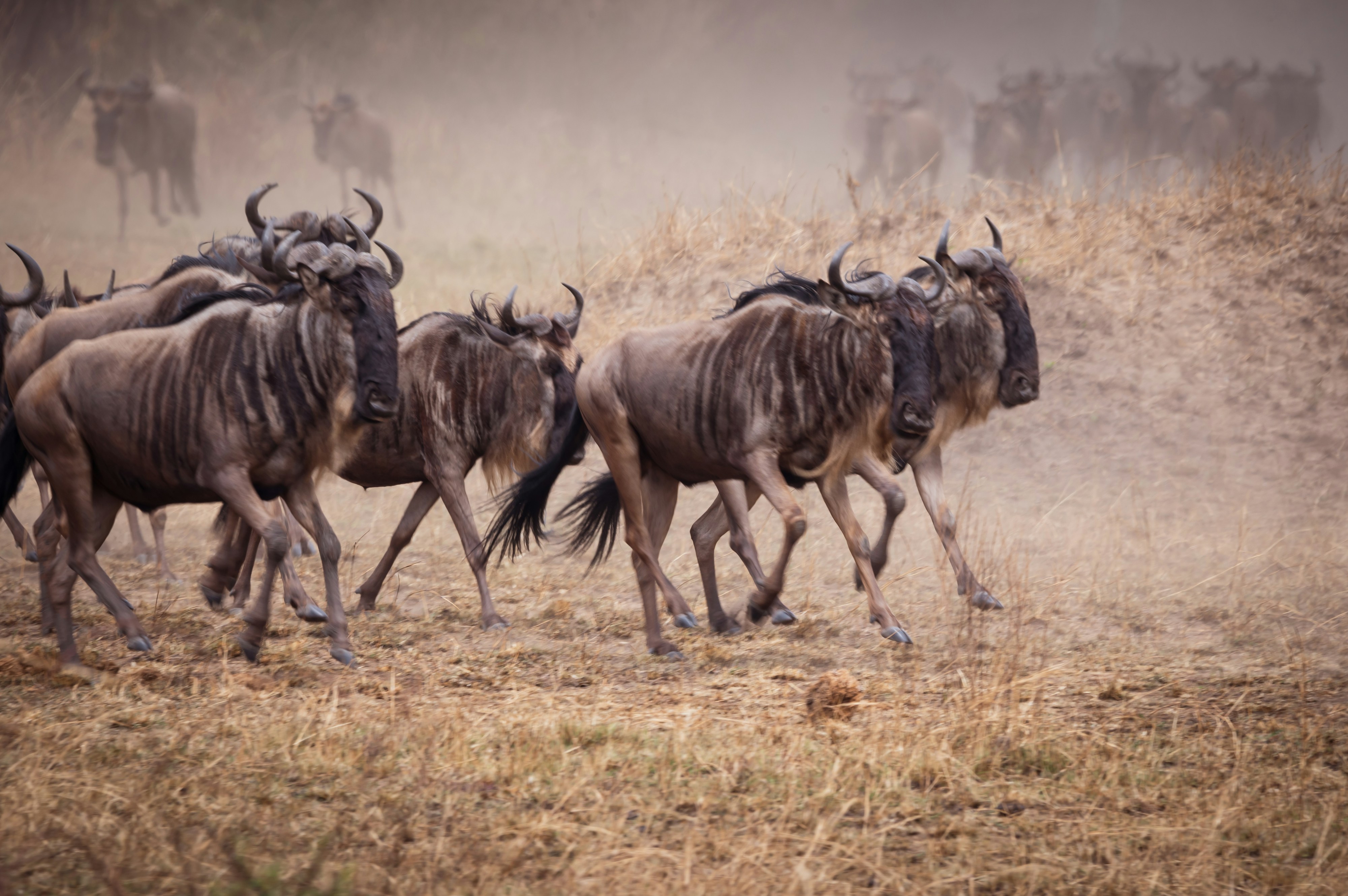 Serengeti National Park in Tanzania