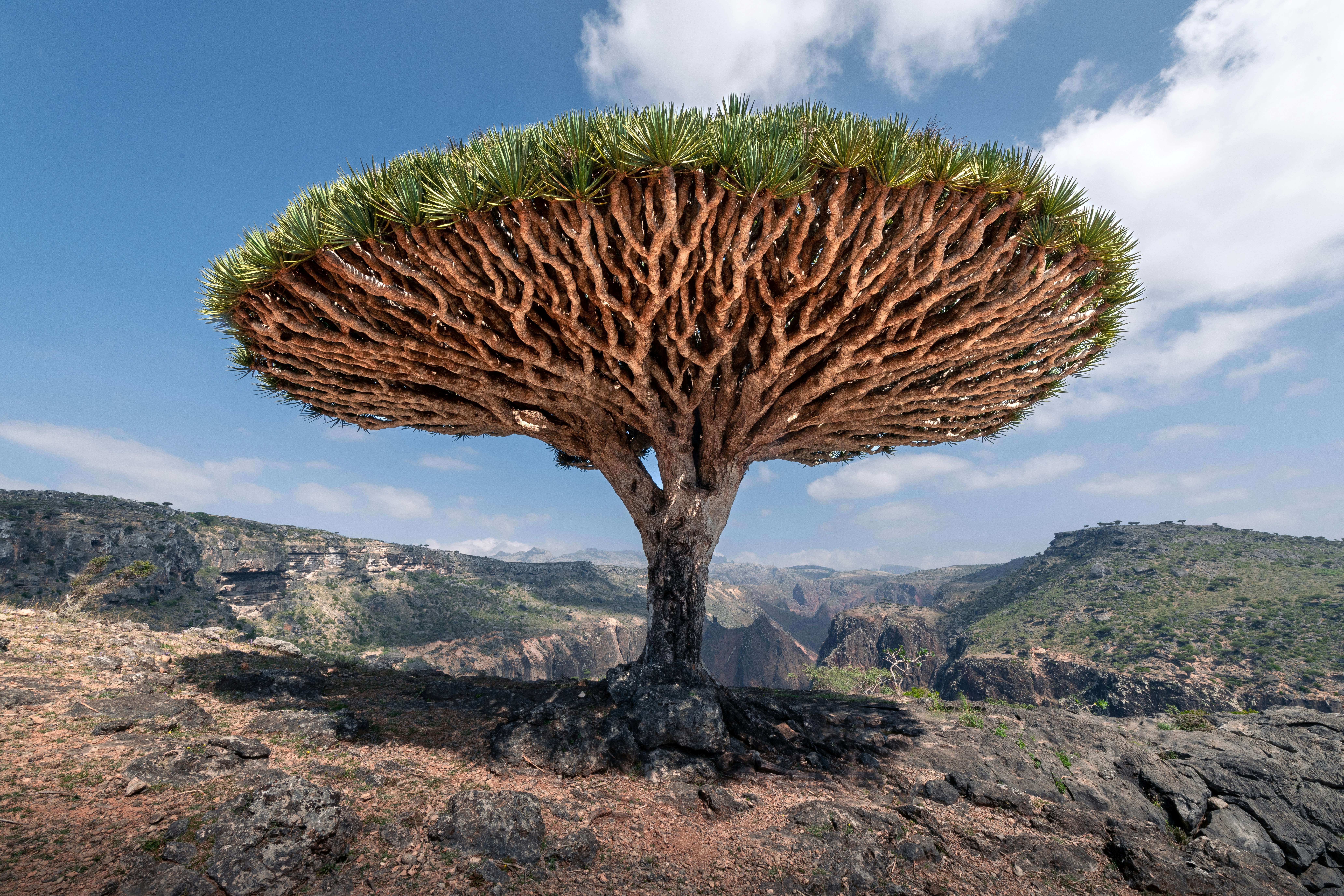 Socotra Island in Yemen