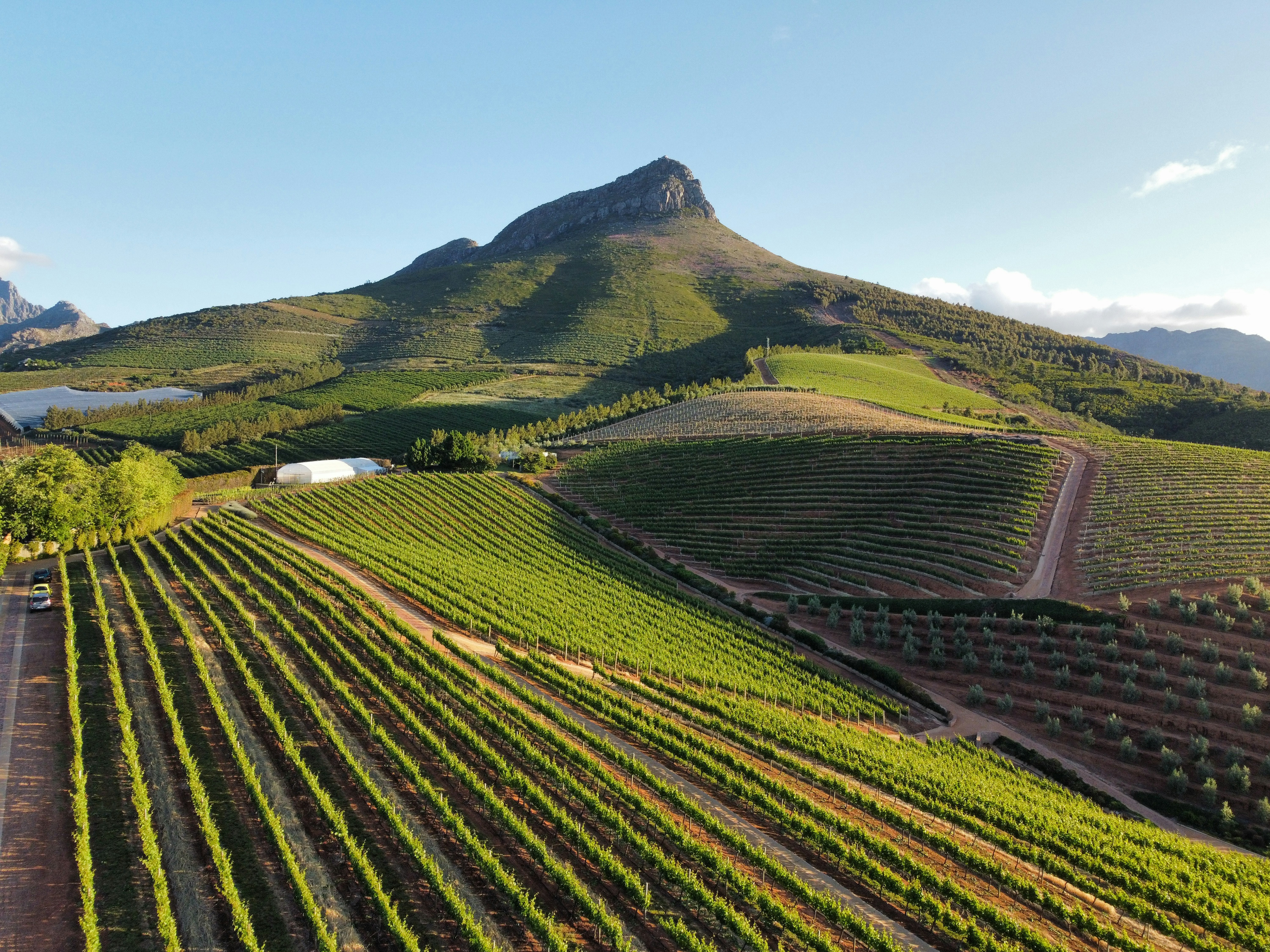 Stellenbosch Wine Region in South Africa