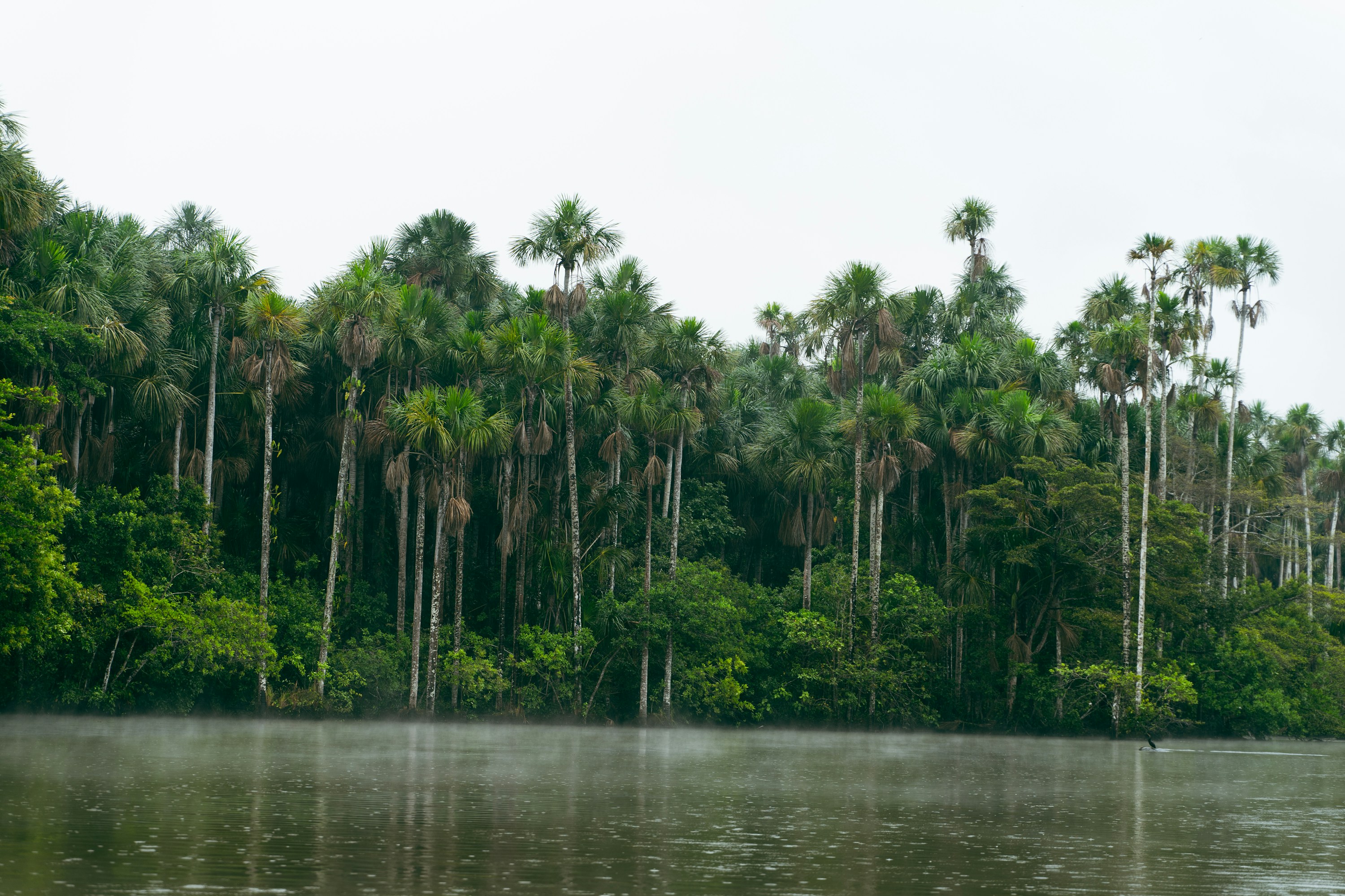 Tambopata National Reserve in Peru