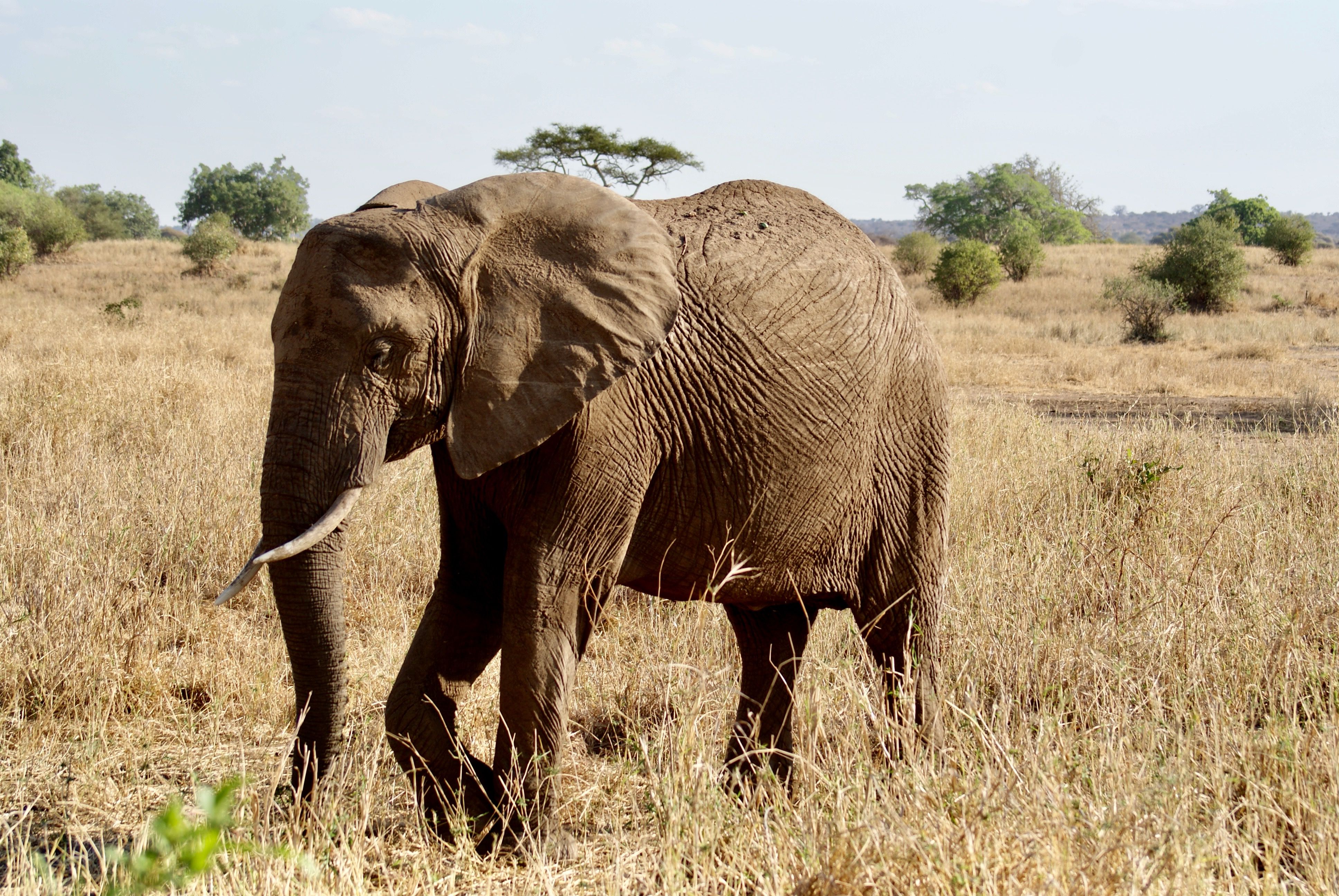 Tarangire National Park in Tanzania