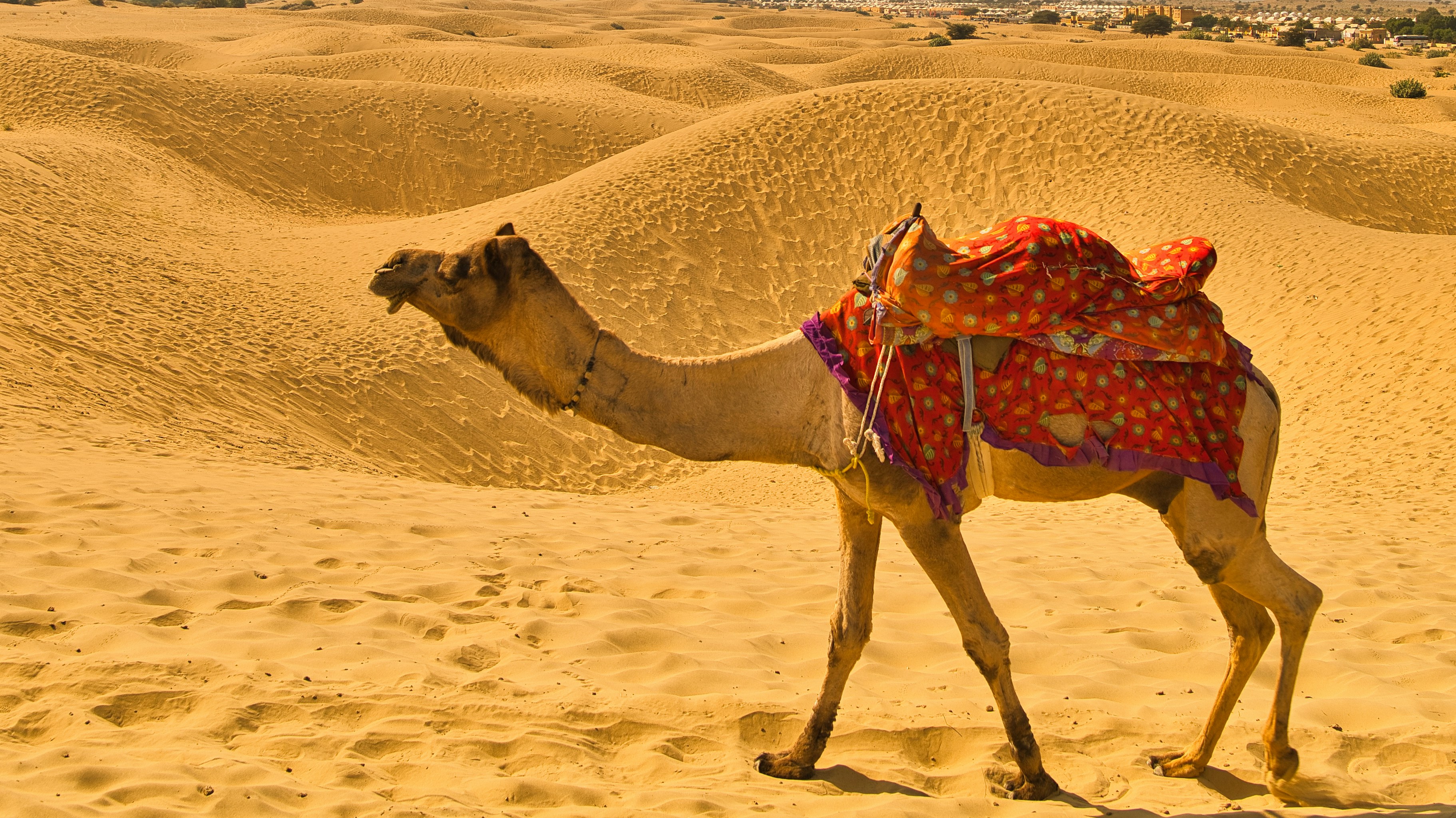 Thar Desert in India